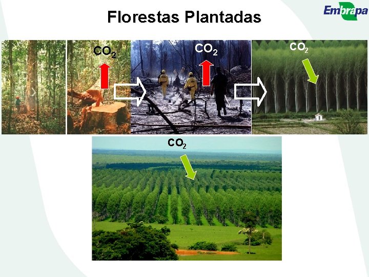 Florestas Plantadas CO 2 
