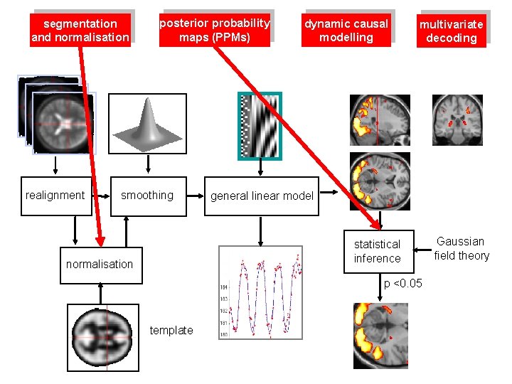 segmentation and normalisation realignment posterior probability maps (PPMs) smoothing dynamic causal modelling multivariate decoding