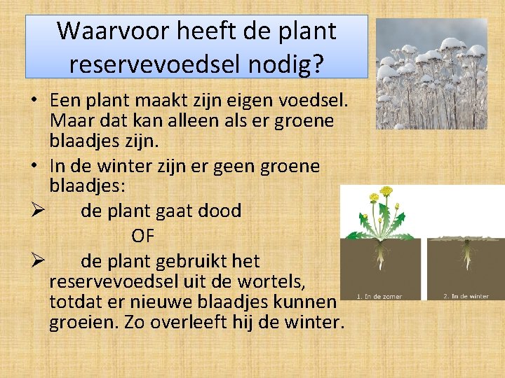 Waarvoor heeft de plant reservevoedsel nodig? • Een plant maakt zijn eigen voedsel. Maar