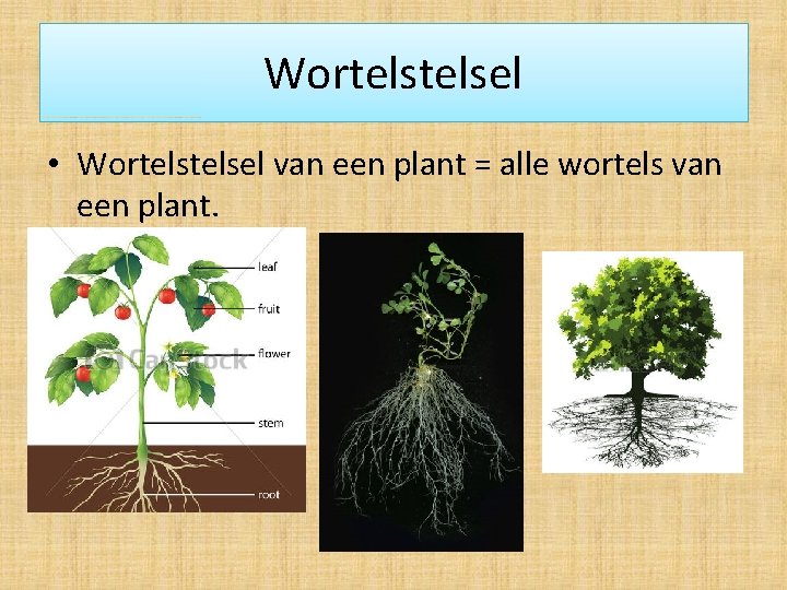 Wortelsel • Wortelsel van een plant = alle wortels van een plant. 