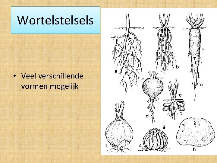 Wortelsels • Veel verschillende vormen mogelijk 