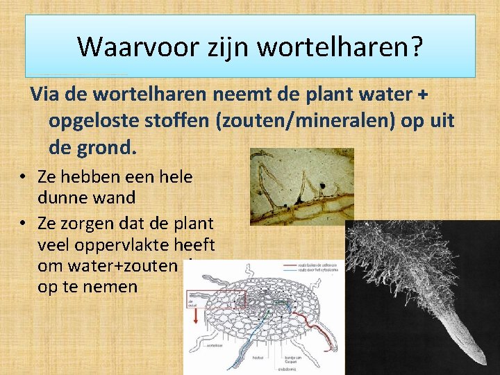 Waarvoor zijn wortelharen? Via de wortelharen neemt de plant water + opgeloste stoffen (zouten/mineralen)