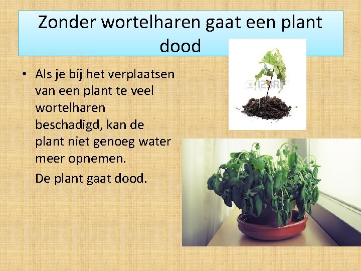 Zonder wortelharen gaat een plant dood • Als je bij het verplaatsen van een