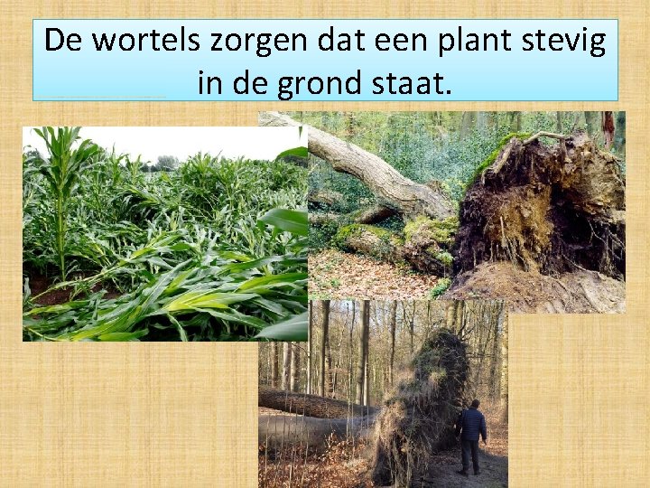 De wortels zorgen dat een plant stevig in de grond staat. 