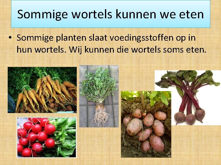 Sommige wortels kunnen we eten • Sommige planten slaat voedingsstoffen op in hun wortels.