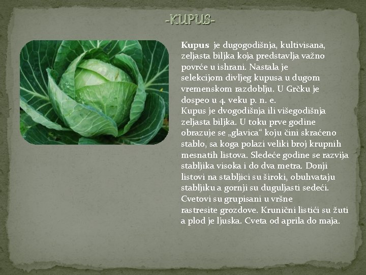 -KUPUSKupus je dugogodišnja, kultivisana, zeljasta biljka koja predstavlja važno povrće u ishrani. Nastala je