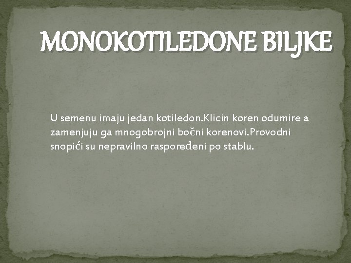 MONOKOTILEDONE BILJKE U semenu imaju jedan kotiledon. Klicin koren odumire a zamenjuju ga mnogobrojni