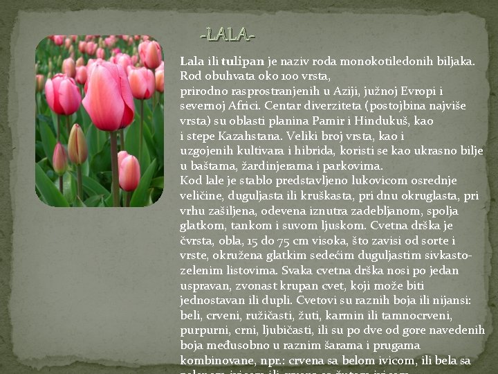 -LALALala ili tulipan je naziv roda monokotiledonih biljaka. Rod obuhvata oko 100 vrsta, prirodno