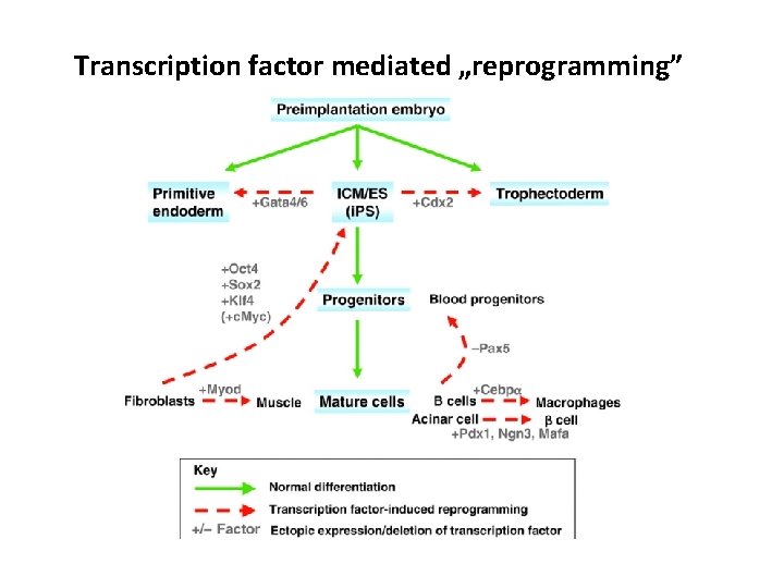 Transcription factor mediated „reprogramming” 