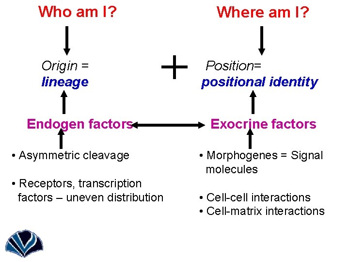 Who am I? Origin = lineage Endogen factors • Asymmetric cleavage • Receptors, transcription
