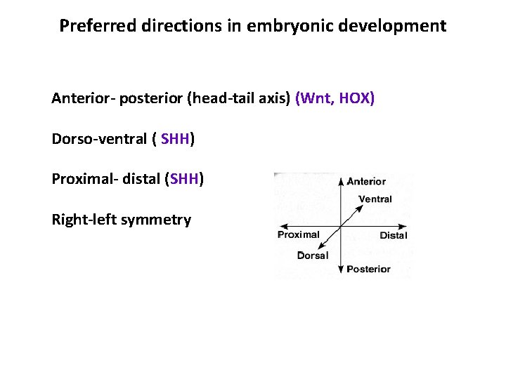 Preferred directions in embryonic development Anterior- posterior (head-tail axis) (Wnt, HOX) Dorso-ventral ( SHH)