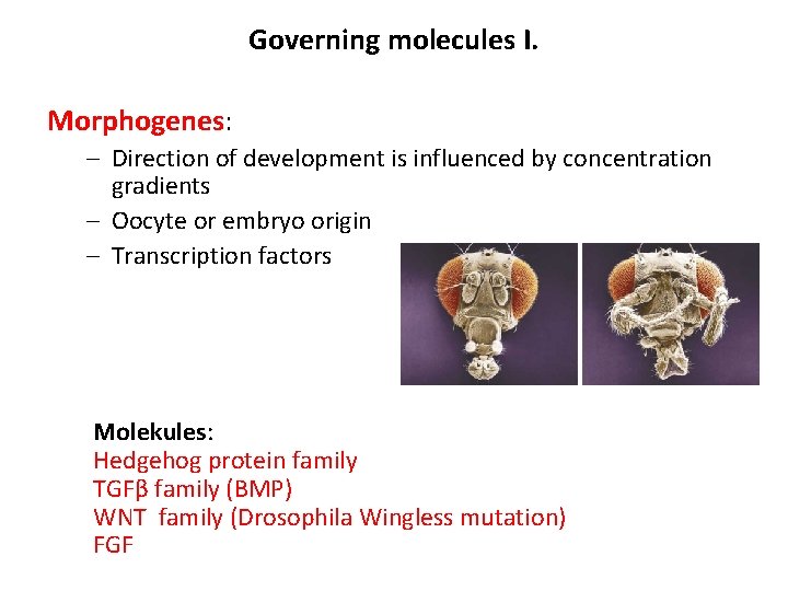 Governing molecules I. Morphogenes: – Direction of development is influenced by concentration gradients –