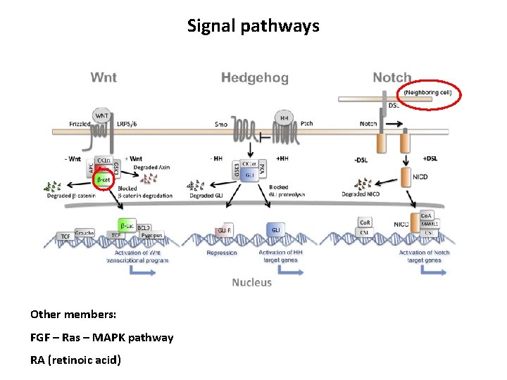 Signal pathways Other members: FGF – Ras – MAPK pathway RA (retinoic acid) 