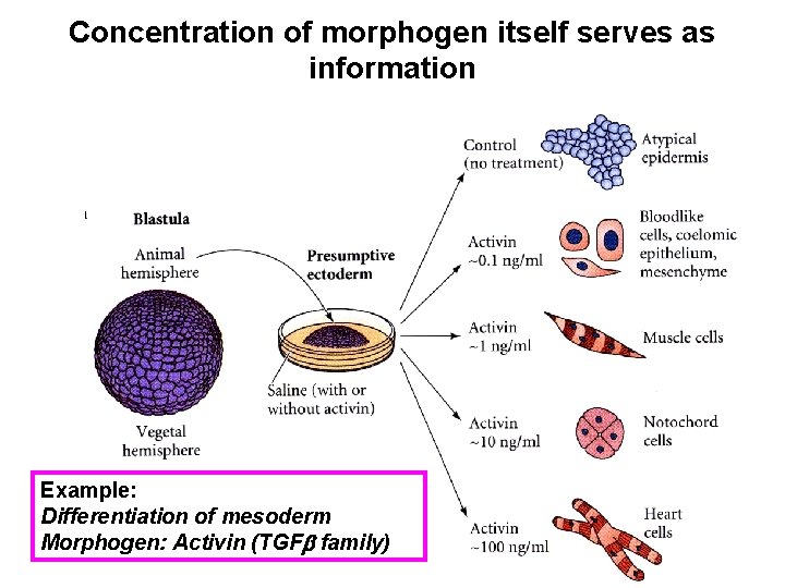 Concentration of morphogen itself serves as information Example: Differentiation of mesoderm Morphogen: Activin (TGF