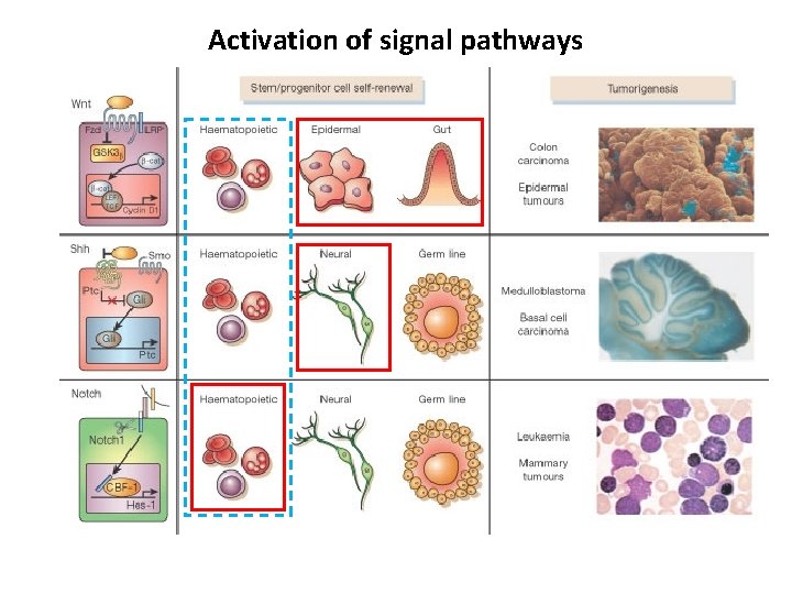 Activation of signal pathways 