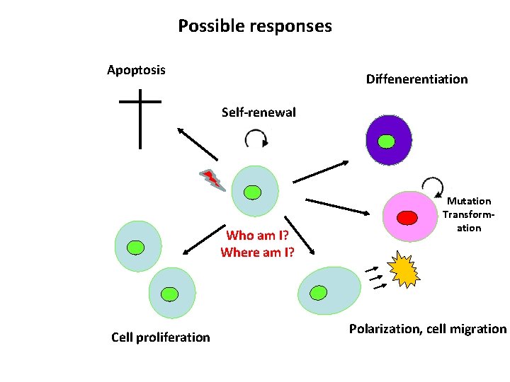 Possible responses Apoptosis Diffenerentiation Self-renewal Who am I? Where am I? Cell proliferation Mutation