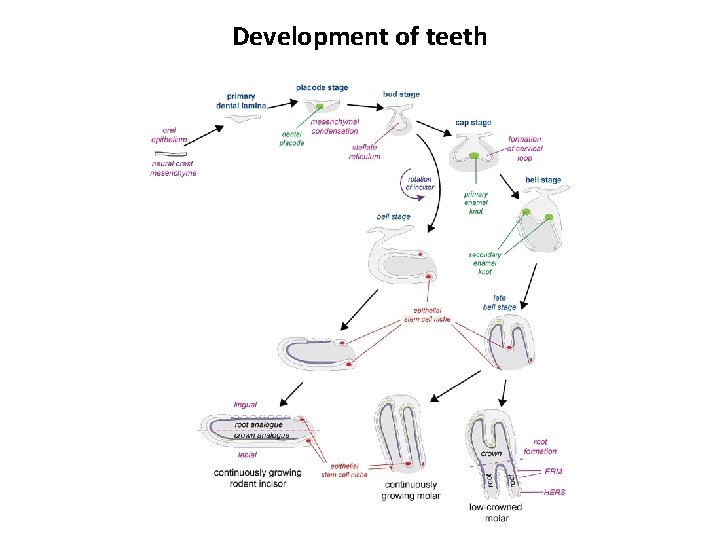 Development of teeth 