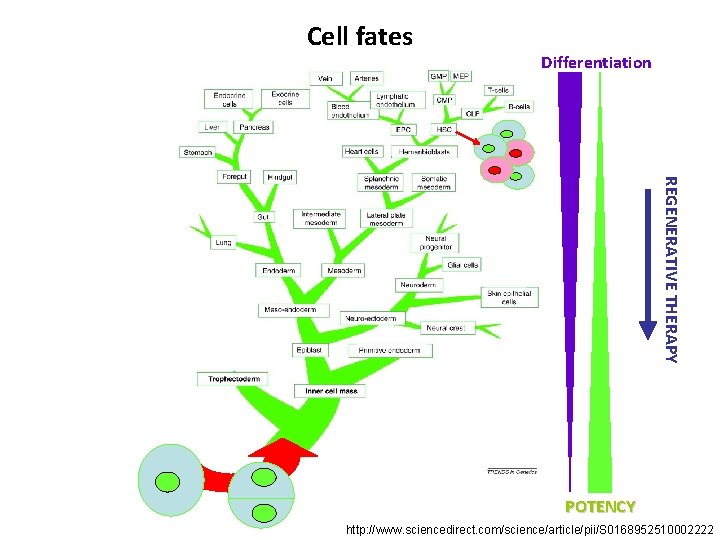 Cell fates Differentiation REGENERATIVE THERAPY POTENCY http: //www. sciencedirect. com/science/article/pii/S 0168952510002222 