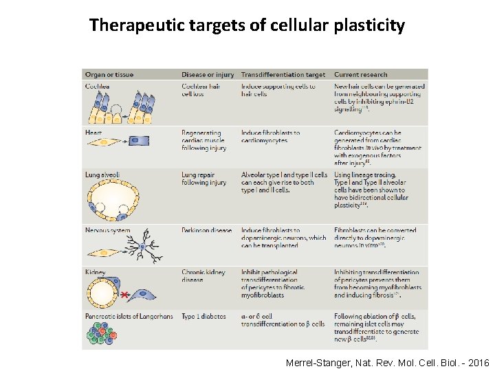 Therapeutic targets of cellular plasticity Merrel-Stanger, Nat. Rev. Mol. Cell. Biol. - 2016 