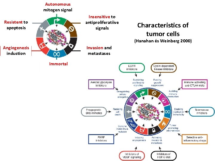 Autonomous mitogen signal Insensitive to antiproliferatíive signals Resistent to apoptosis Characteristics of tumor cells