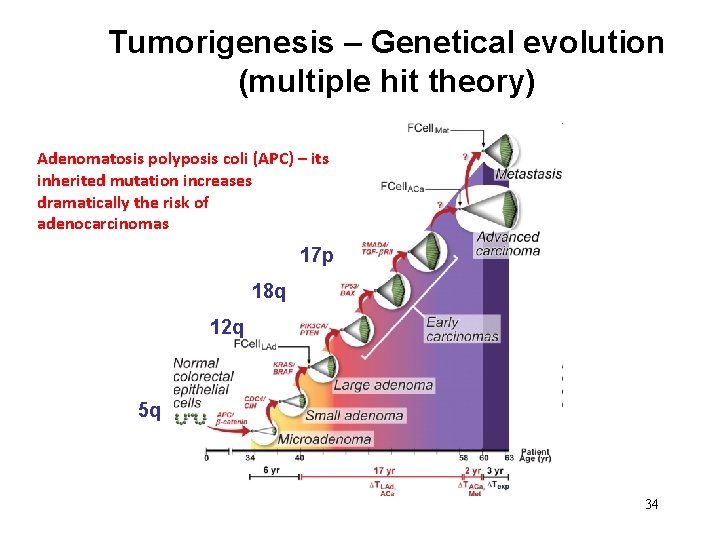 Tumorigenesis – Genetical evolution (multiple hit theory) Adenomatosis polyposis coli (APC) – its inherited