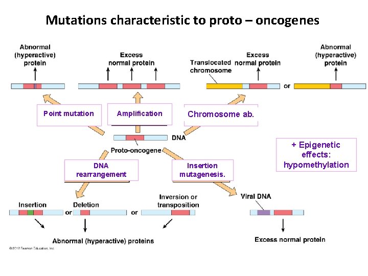 Mutations characteristic to proto – oncogenes Point mutation Amplification DNA rearrangement Chromosome ab. Insertion