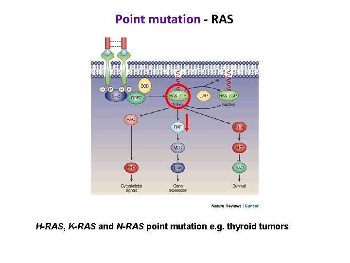 Point mutation - RAS H-RAS, K-RAS and N-RAS point mutation e. g. thyroid tumors