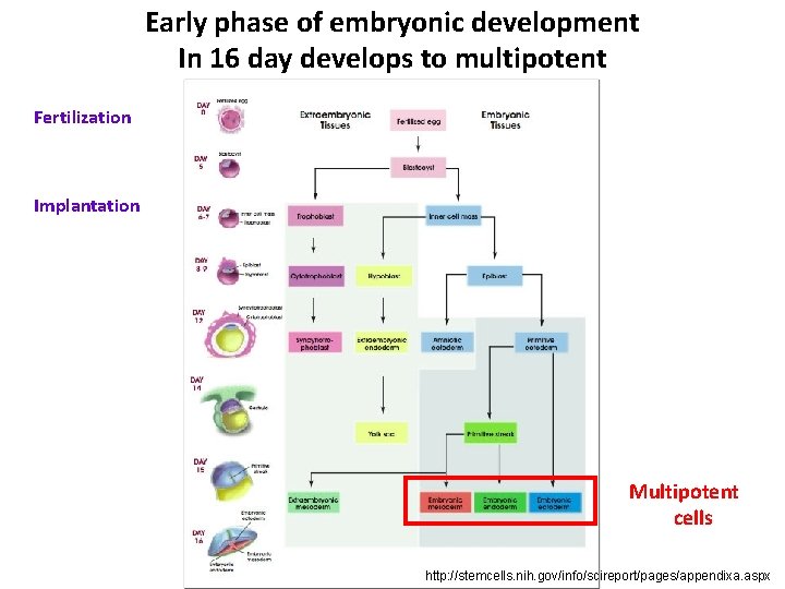 Early phase of embryonic development In 16 day develops to multipotent Fertilization Implantation Multipotent