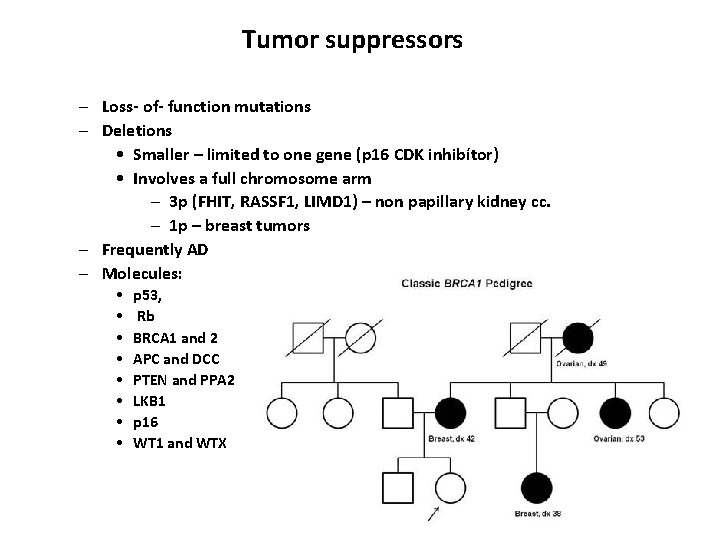 Tumor suppressors – Loss- of- function mutations – Deletions • Smaller – limited to