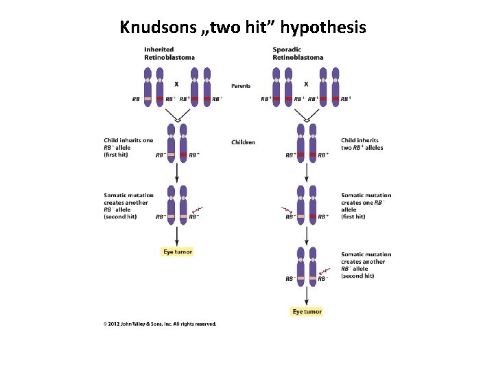 Knudsons „two hit” hypothesis 