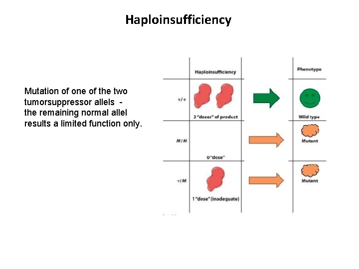 Haploinsufficiency Mutation of one of the two tumorsuppressor allels the remaining normal allel results