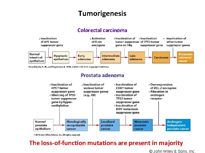 Tumorigenesis Colorectal carcinoma Prostata adenoma The loss-of-function mutations are present in majority © John