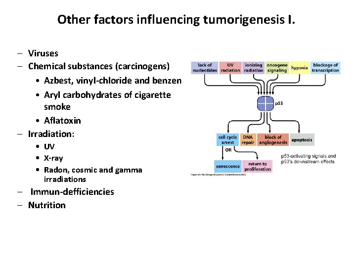 Other factors influencing tumorigenesis I. – Viruses – Chemical substances (carcinogens) • Azbest, vinyl-chloride