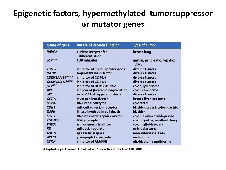 Epigenetic factors, hypermethylated tumorsuppressor or mutator genes 