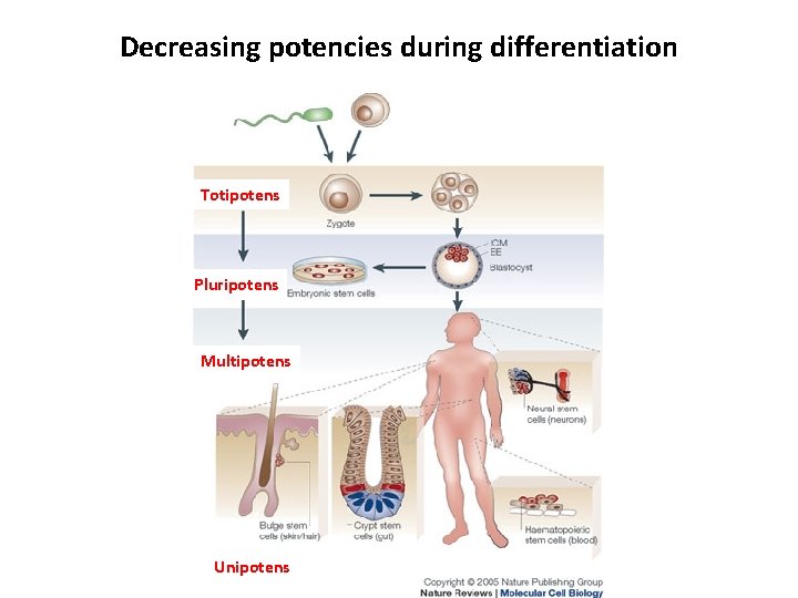 Decreasing potencies during differentiation Totipotens Pluripotens Multipotens Unipotens 