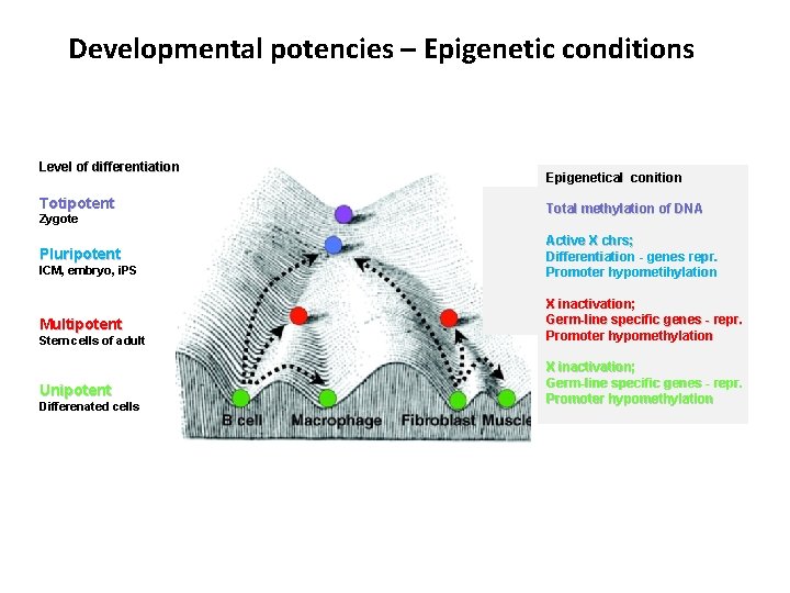 Developmental potencies – Epigenetic conditions Level of differentiation Totipotent Zygote Pluripotent ICM, embryo, i.