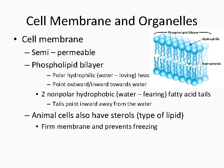Cell Membrane and Organelles • Cell membrane – Semi – permeable – Phospholipid bilayer