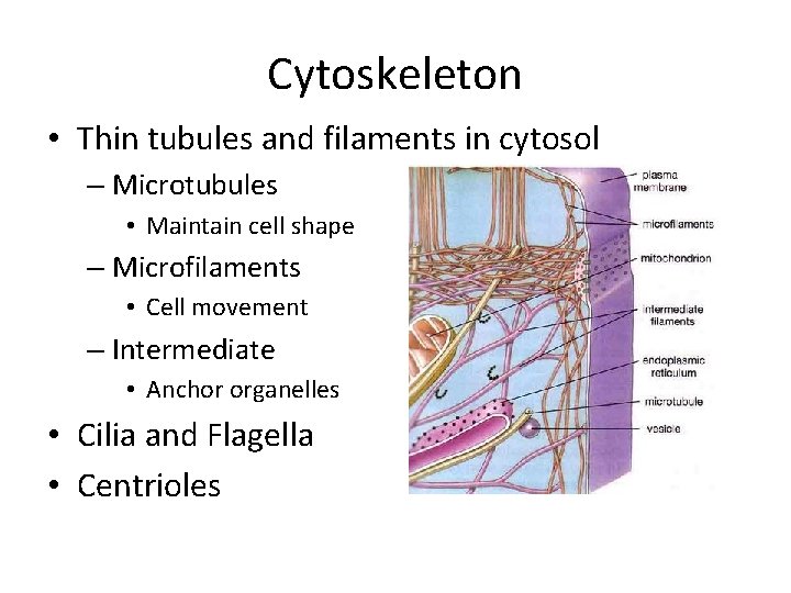 Cytoskeleton • Thin tubules and filaments in cytosol – Microtubules • Maintain cell shape