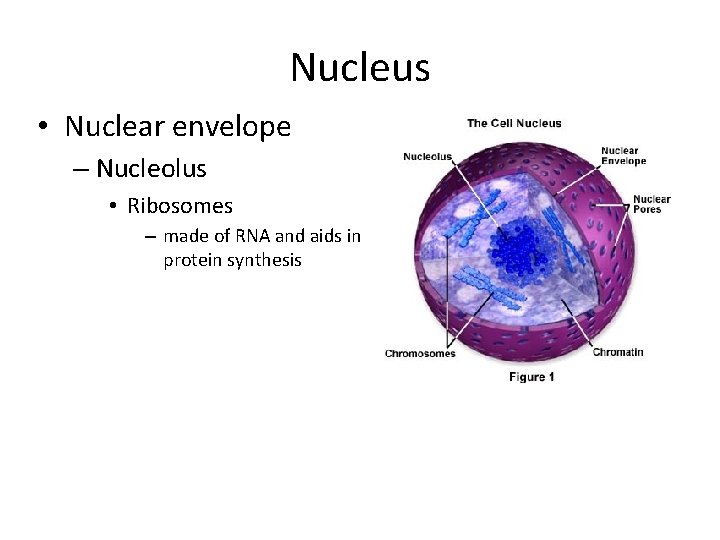 Nucleus • Nuclear envelope – Nucleolus • Ribosomes – made of RNA and aids