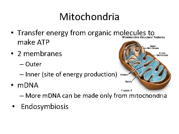 Mitochondria • Transfer energy from organic molecules to make ATP • 2 membranes –