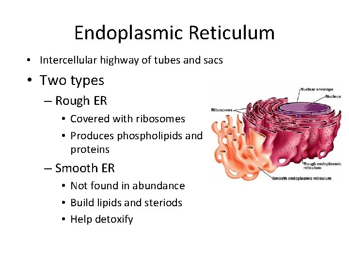 Endoplasmic Reticulum • Intercellular highway of tubes and sacs • Two types – Rough