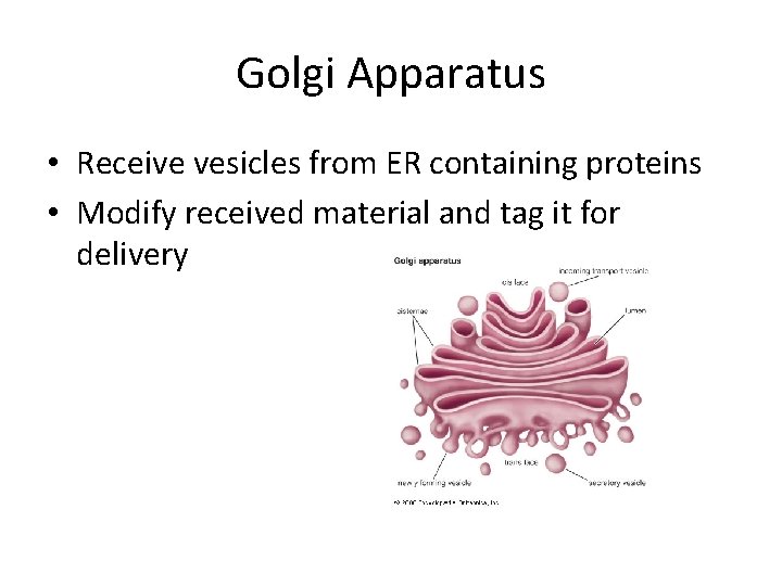 Golgi Apparatus • Receive vesicles from ER containing proteins • Modify received material and