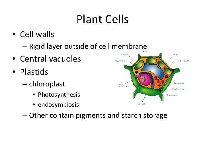 Plant Cells • Cell walls – Rigid layer outside of cell membrane • Central