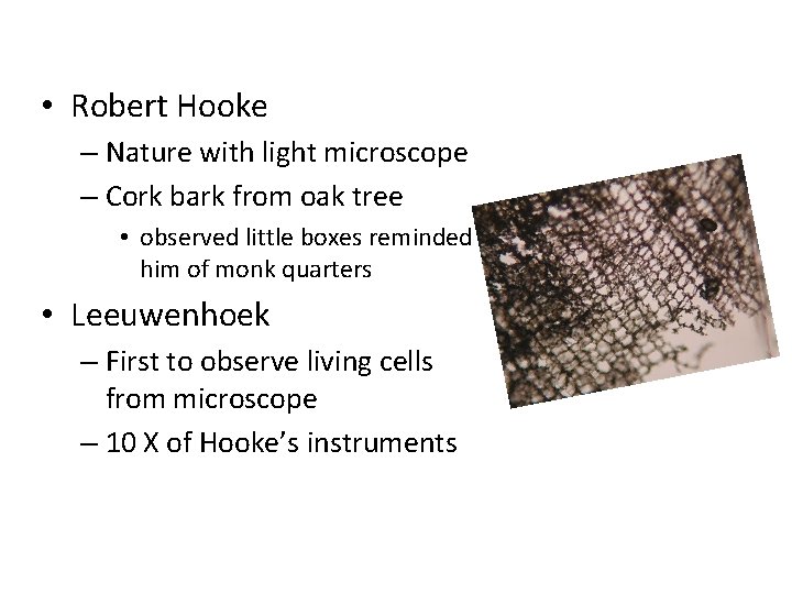  • Robert Hooke – Nature with light microscope – Cork bark from oak