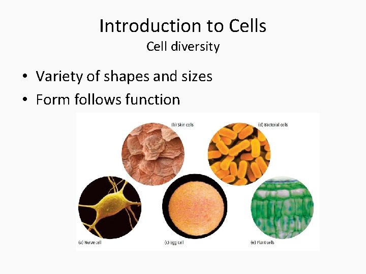 Introduction to Cells Cell diversity • Variety of shapes and sizes • Form follows