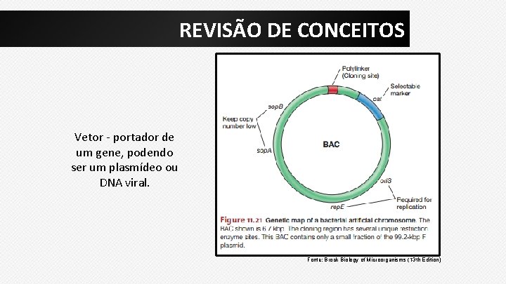 REVISÃO DE CONCEITOS Vetor - portador de um gene, podendo ser um plasmídeo ou