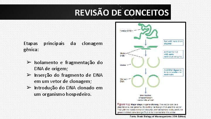 REVISÃO DE CONCEITOS Etapas principais gênica: da clonagem ➢ Isolamento e fragmentação do DNA