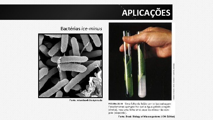 APLICAÇÕES Bactérias ice-minus Fonte: microbewiki. kenyon. edu Fonte: Brock Biology of Microorganisms (13 th