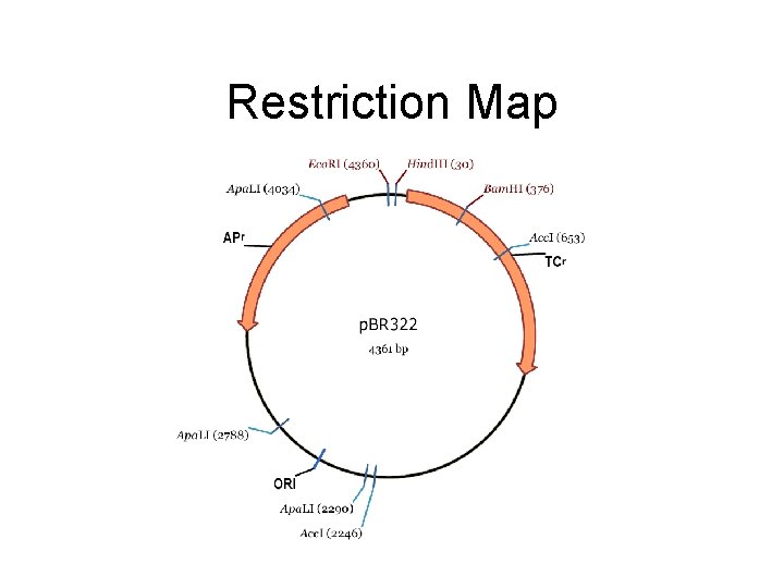 Restriction Map 