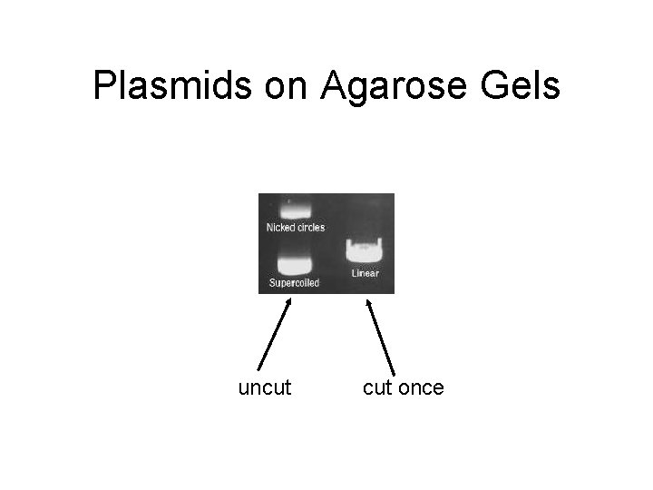 Plasmids on Agarose Gels uncut once 